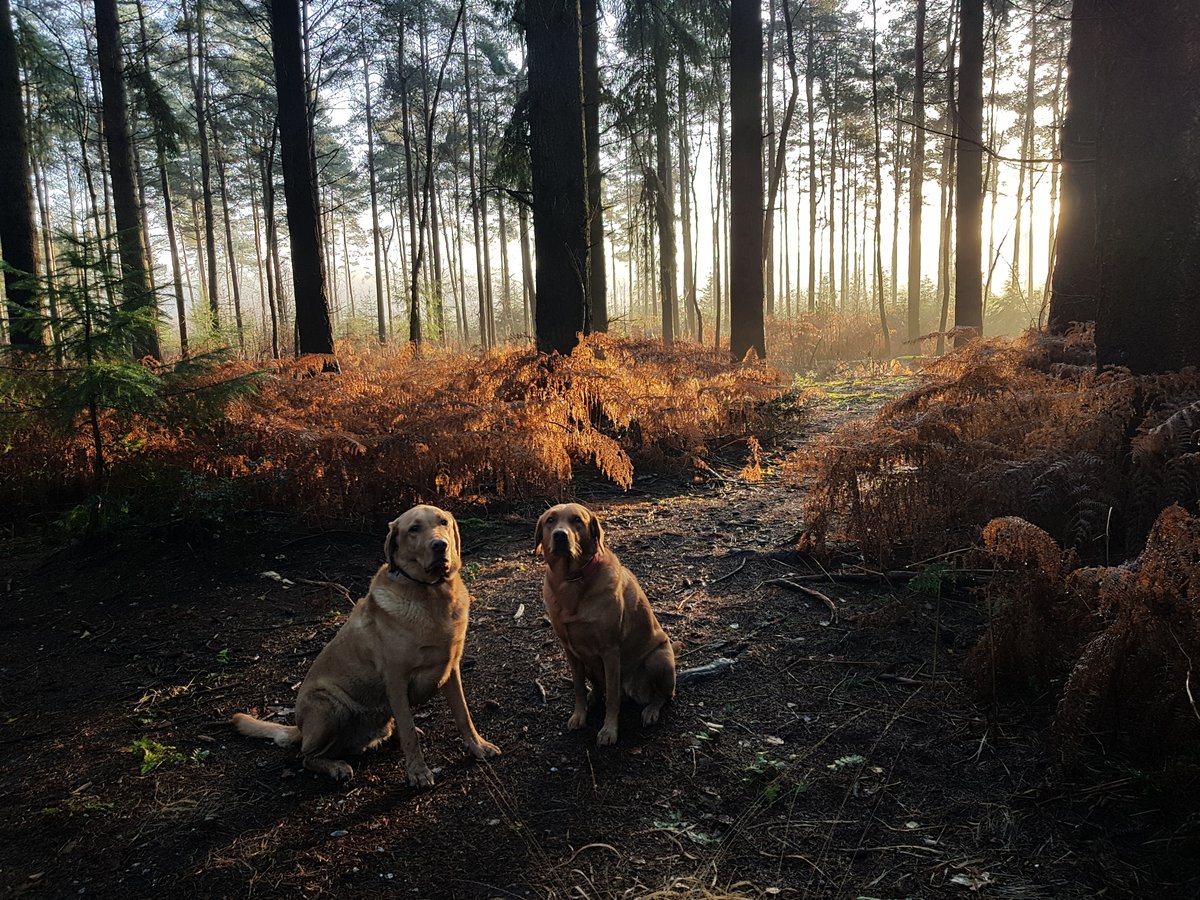 Dogs 1