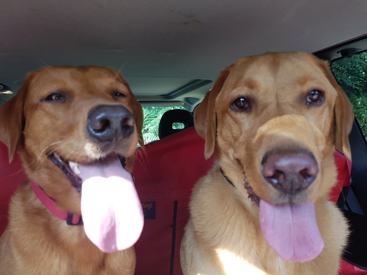 Dogs 3